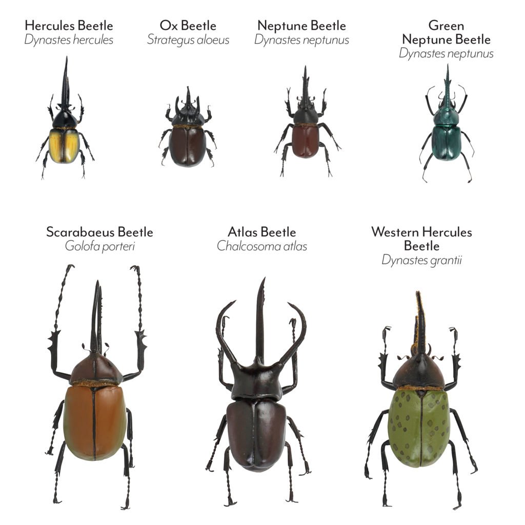 Neptune Beetle (dynastes neptunium) Green Rhino BEETLE BUDDY