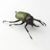 NEPTUNE The Green Rhino Beetle
