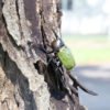 NEPTUNE The Green Rhino Beetle - Image 2