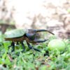 NEPTUNE The Green Rhino Beetle - Image 6