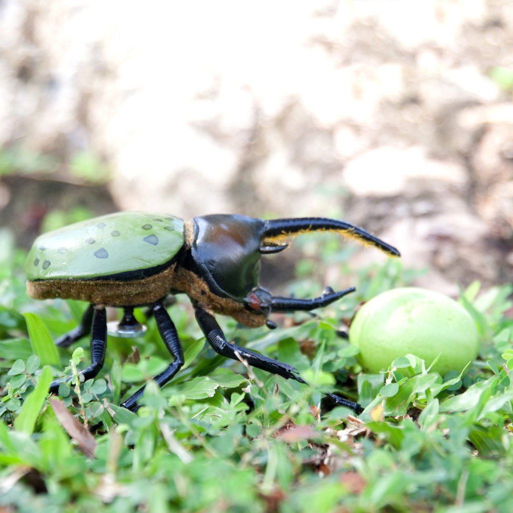 Neptune Beetle (dynastes neptunium) Green Rhino BEETLE BUDDY